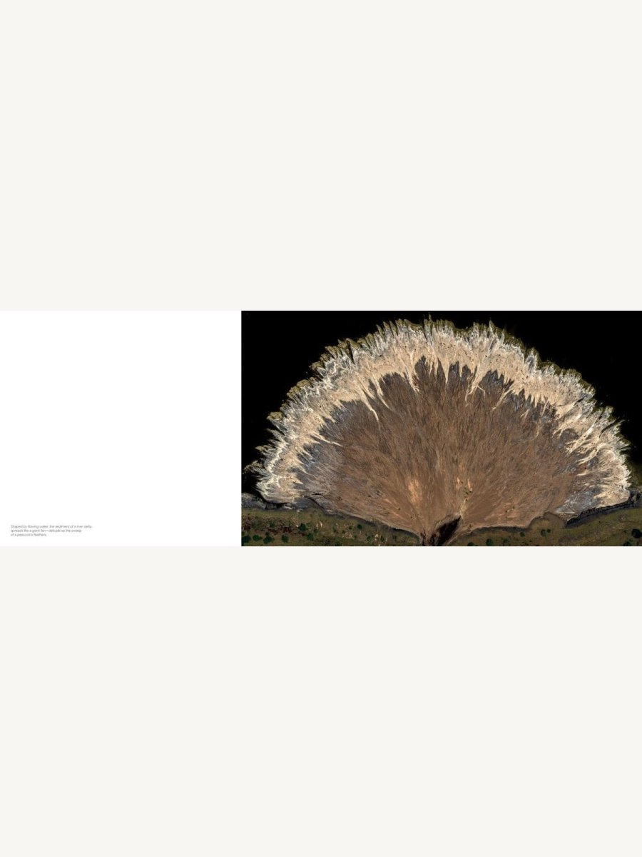Jon McCormack: Patterns. Art of the Natural World - Boutique Galleria