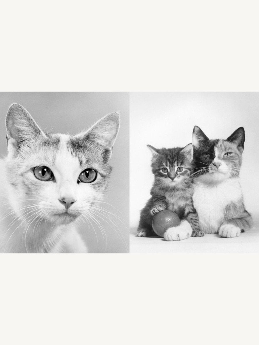 Walter Chandoha – Family Cats. From the Archive - Boutique Galleria