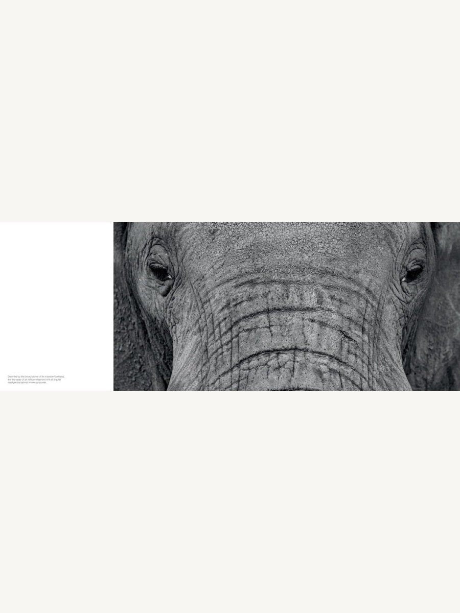 Jon McCormack: Patterns. Art of the Natural World - Boutique Galleria