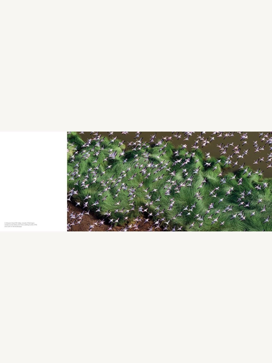 Jon McCormack: Patterns. Art of the Natural World - Boutique Galleria