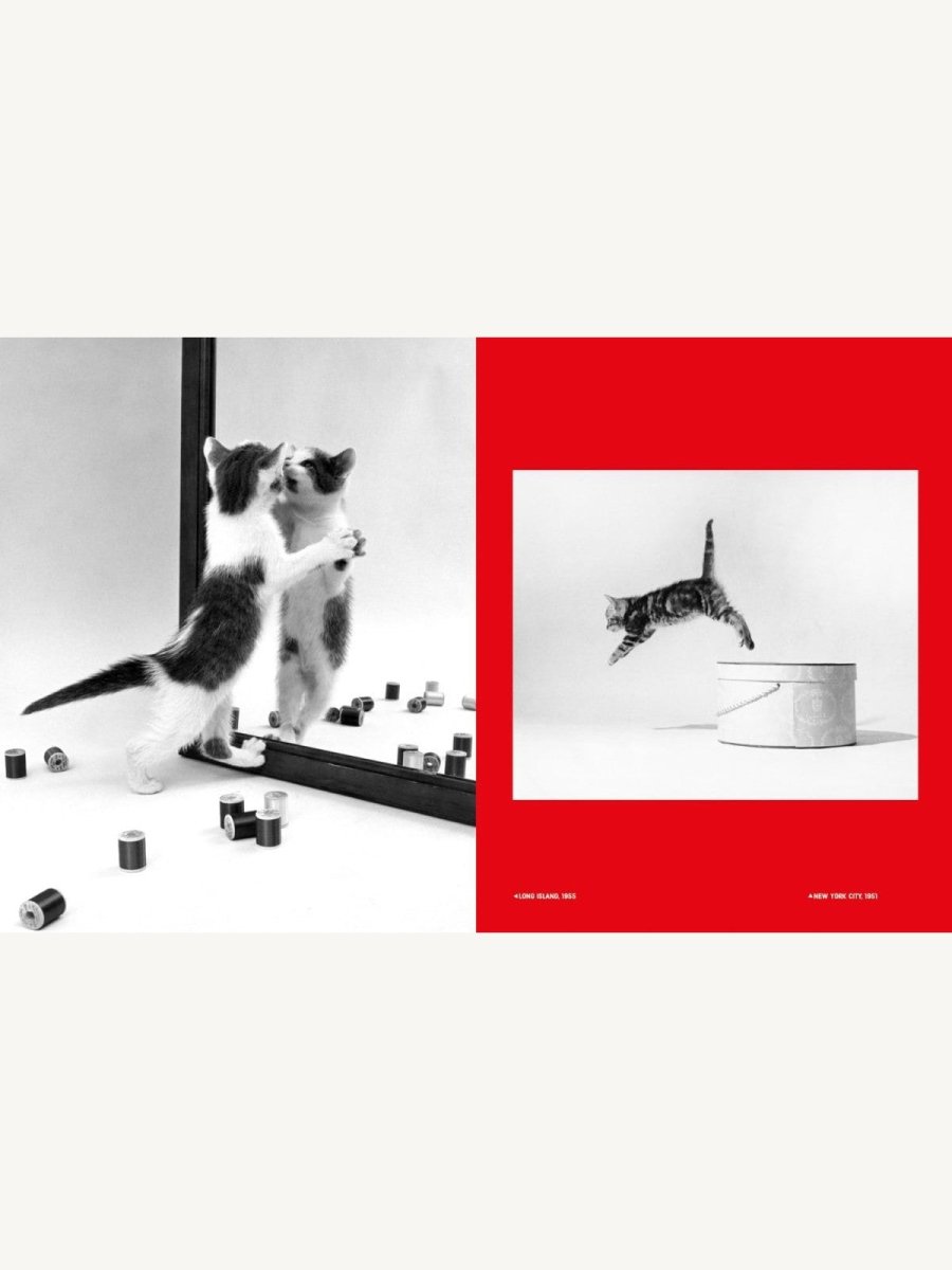 Walter Chandoha – Family Cats. From the Archive - Boutique Galleria