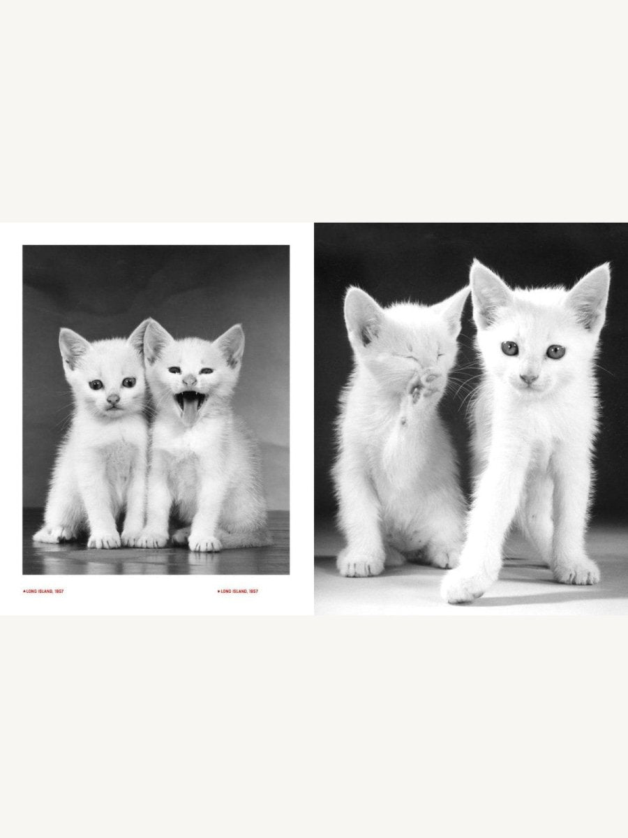 Walter Chandoha – Family Cats. From the Archive - Boutique Galleria