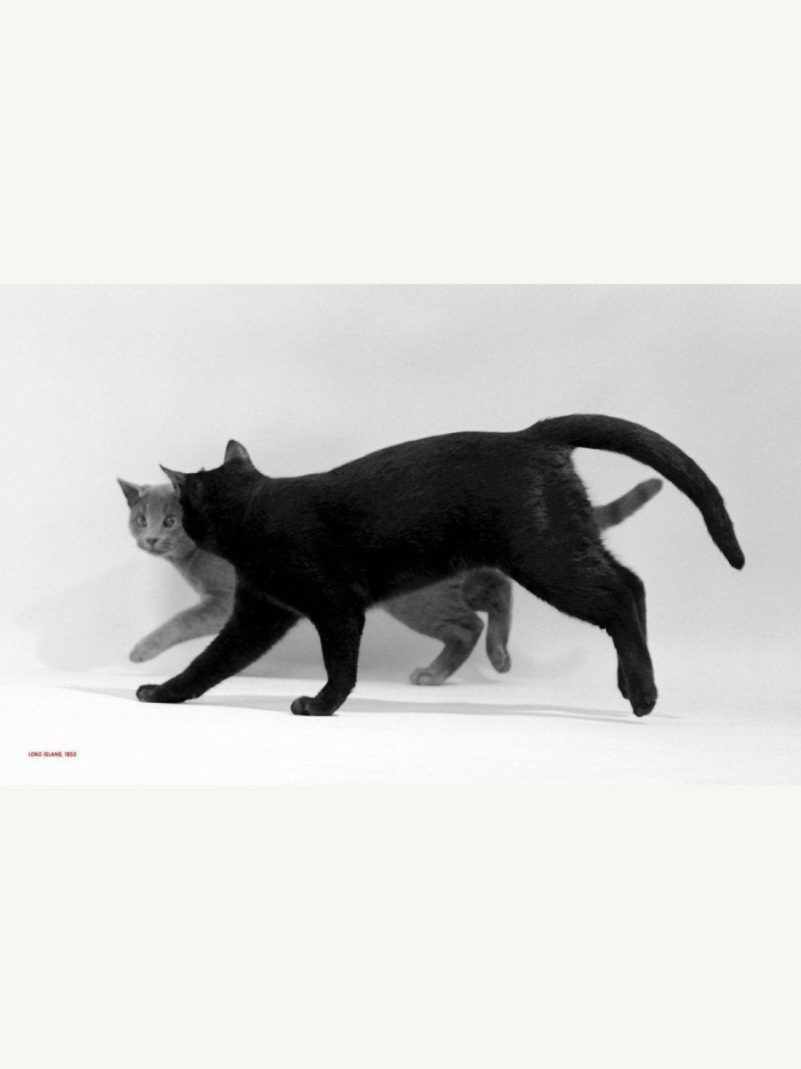 Walter Chandoha – Family Cats. From the Archive - Boutique Galleria
