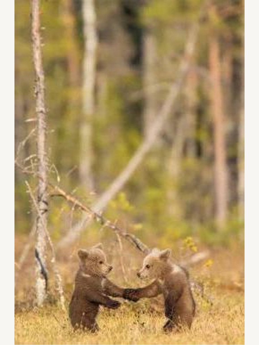Wild Places of Europe Astounding views of the continentâ€™s most beautiful nature sites (Book) | Travel Book - Boutique Galleria
